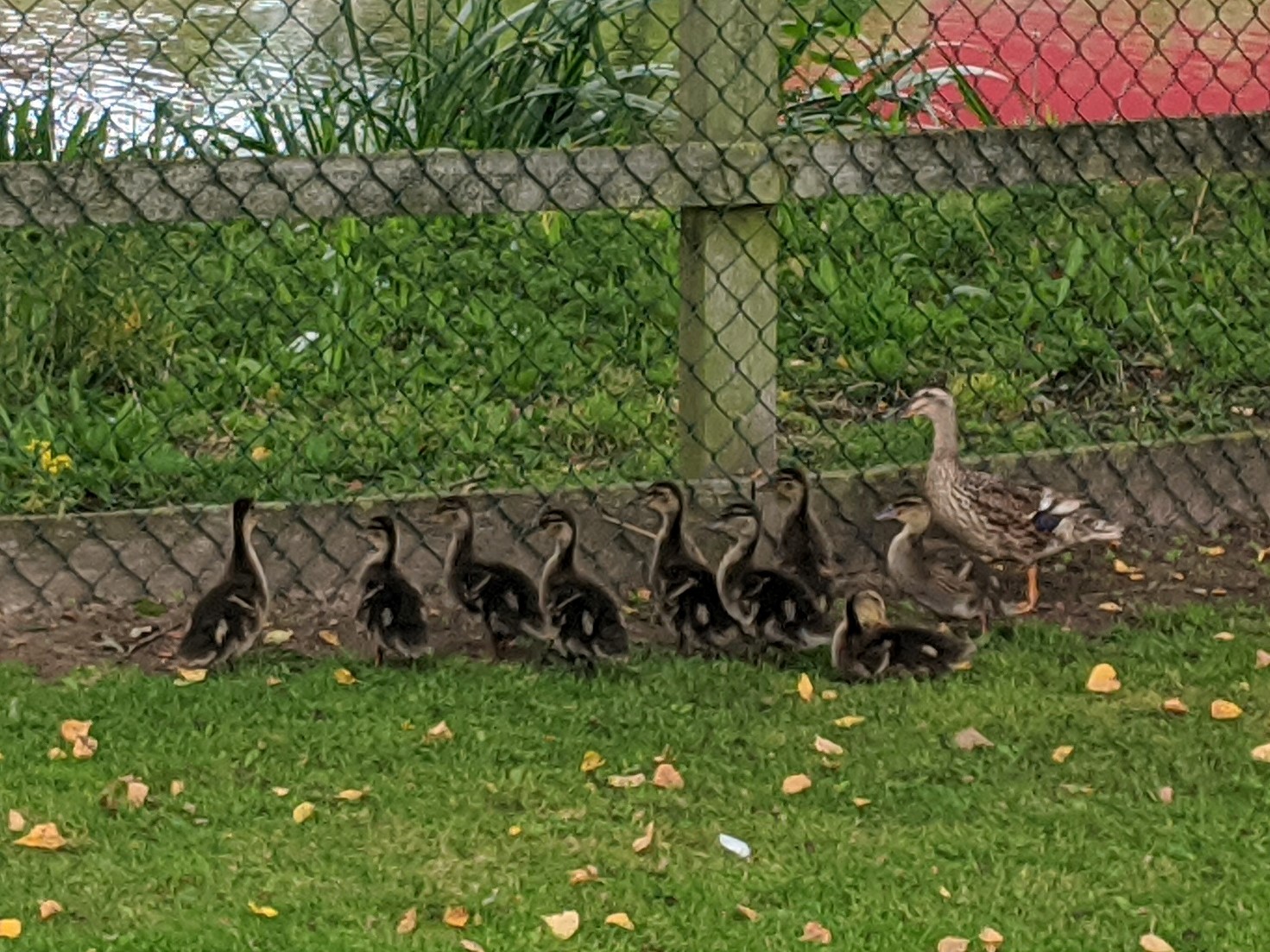The nine ducklings continue to thrive, September 7th